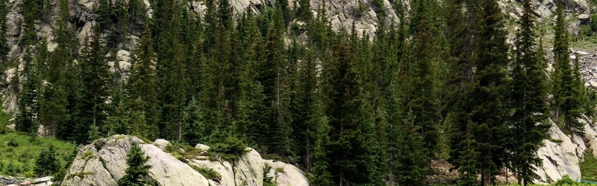 Tress with a mountain behind it.